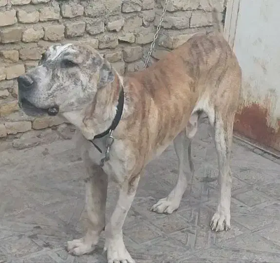 این سگ گم شده|حیوانات|شیروان (خراسان), |دیوار