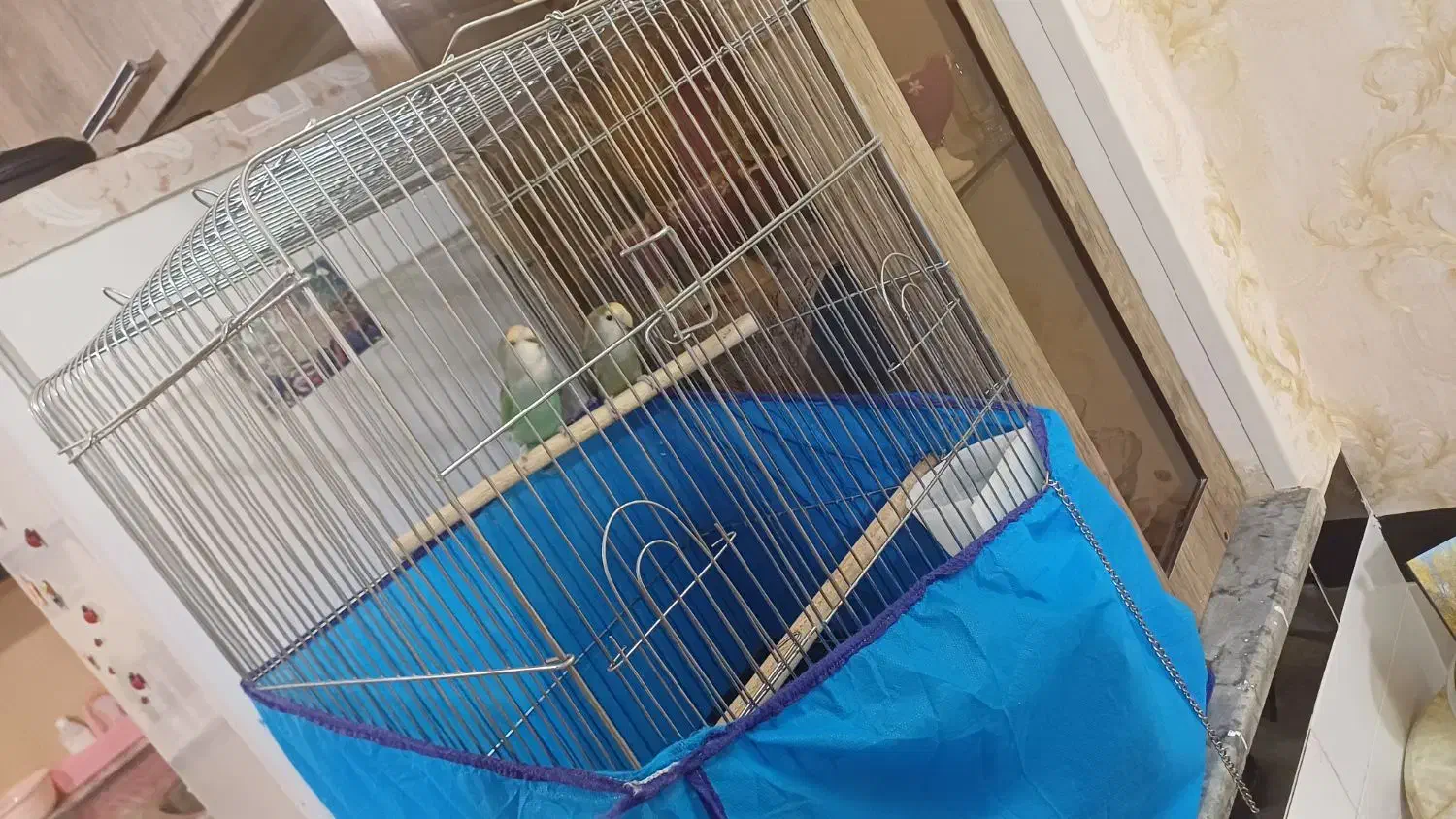 یک جفت مولد برزیلی|پرنده|نهاوند, |دیوار