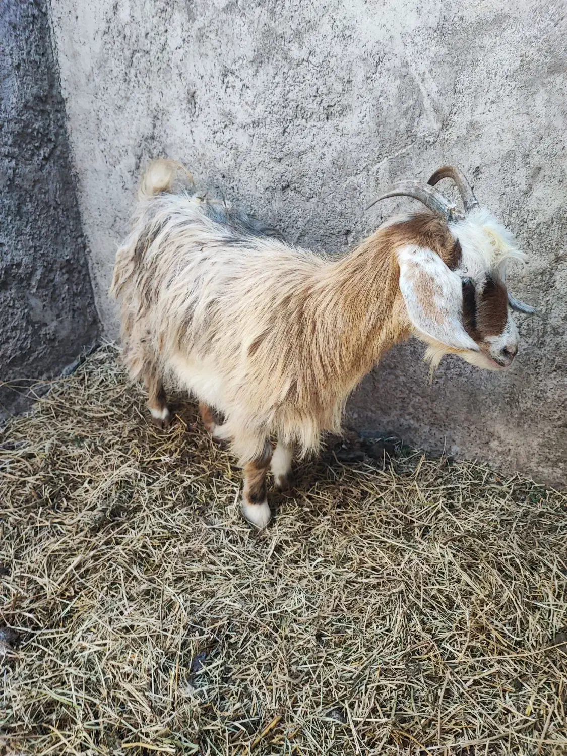 بز غاله جوان چاق|حیوانات مزرعه|ایواوغلی, |دیوار