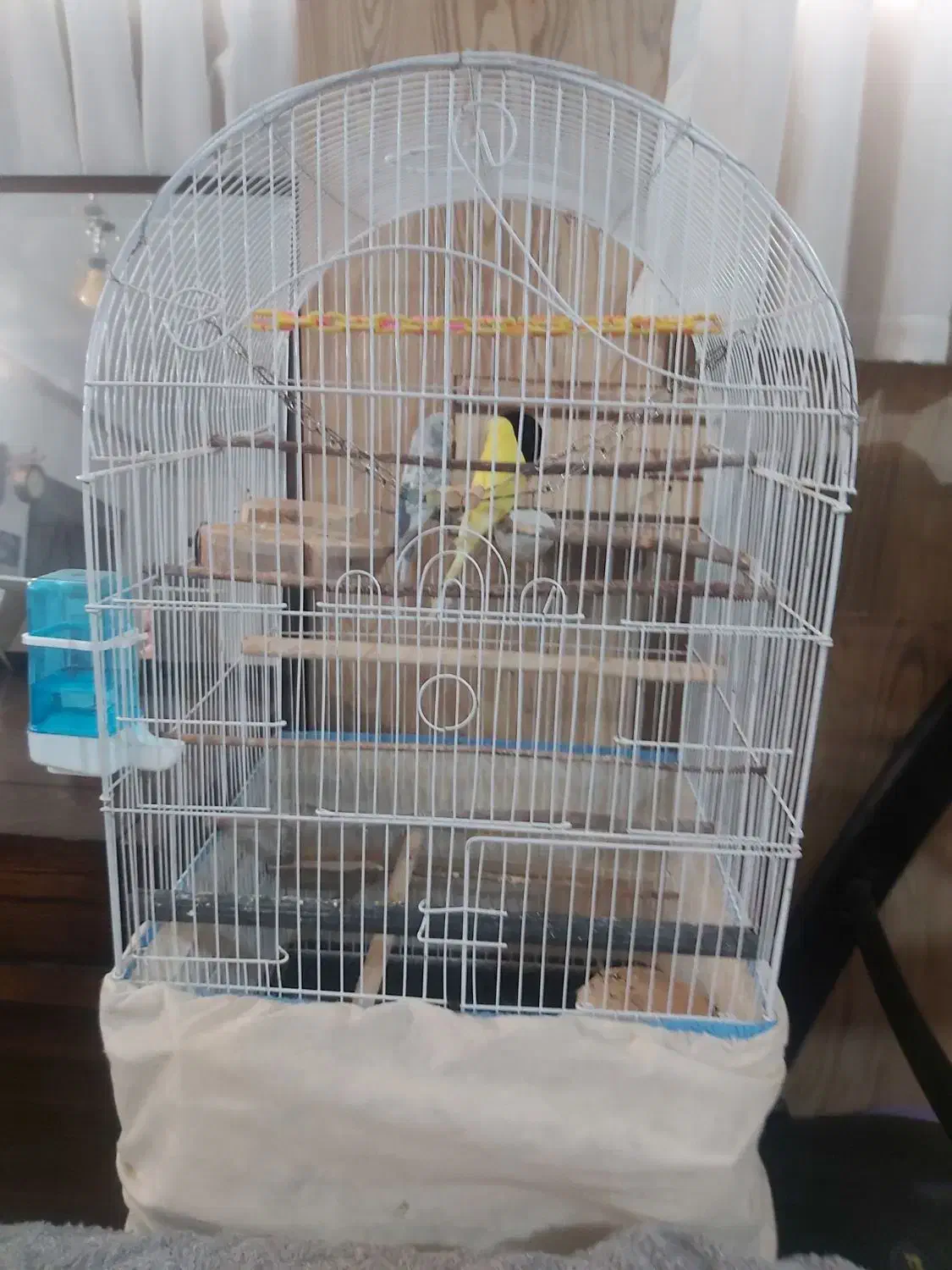 مرغ عشق انگلیسی گرید a|پرنده|اندیشه, اندیشه فاز ۴|دیوار