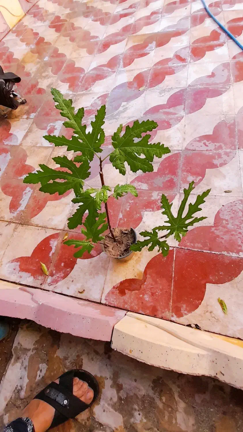 نهال انجیر|گل و گیاه طبیعی|کازرون, |دیوار