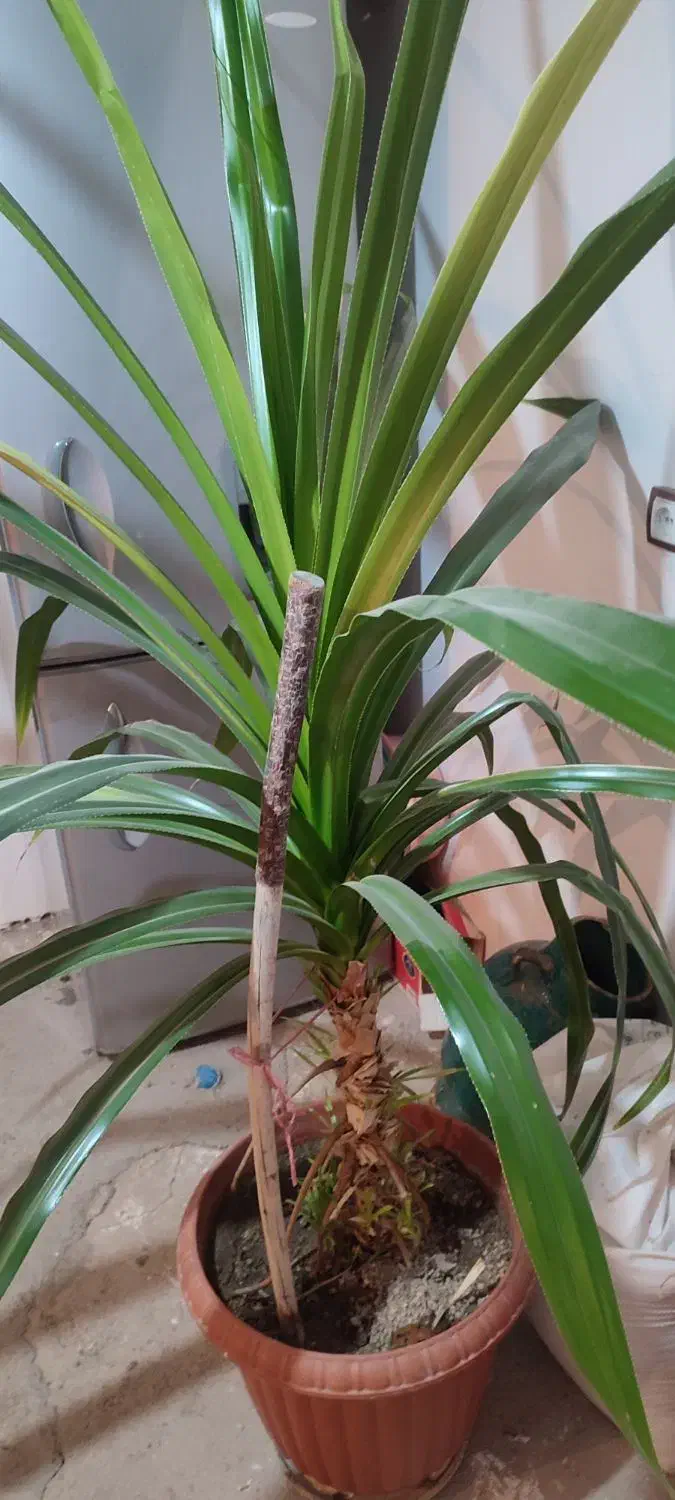 گل اپارتمانی|گل و گیاه طبیعی|ضیاء آباد, |دیوار