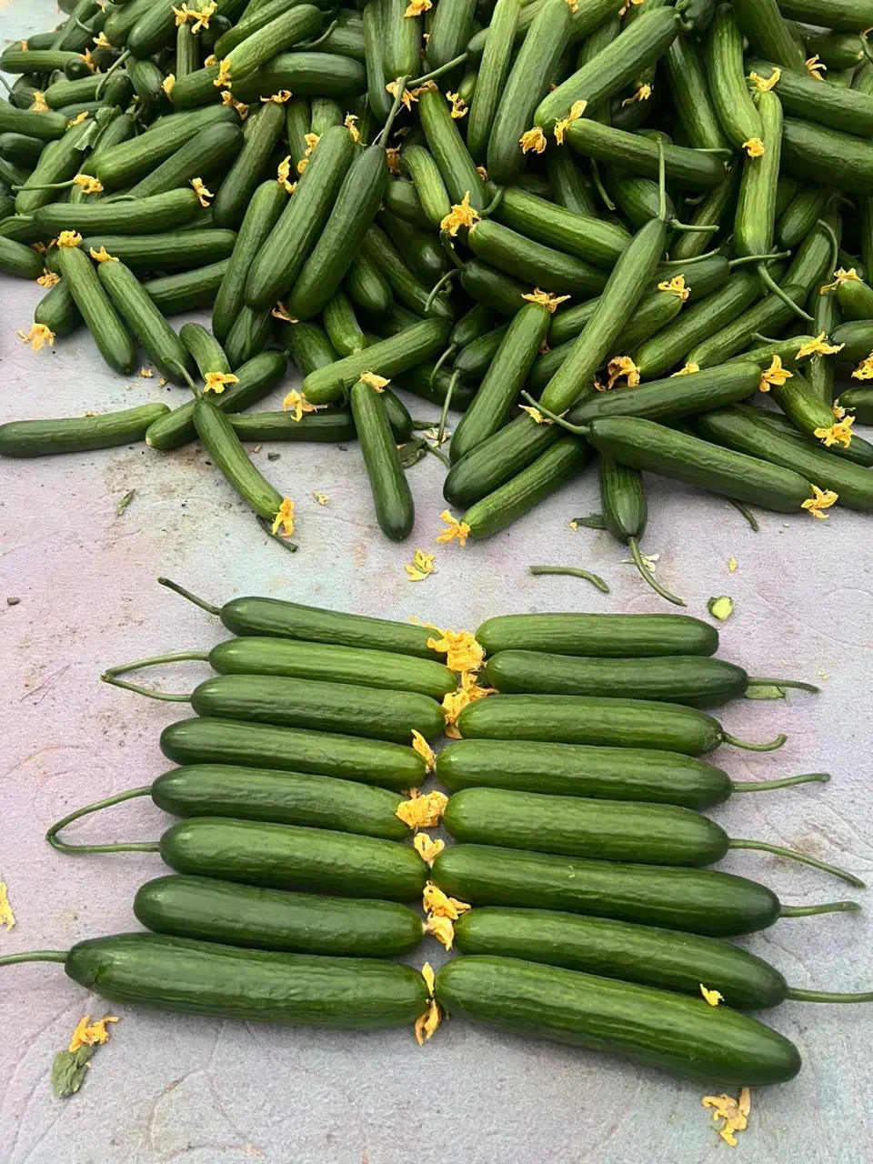 کار در گلخانه|استخدام صنعتی، فنی، مهندسی|زابل, |دیوار