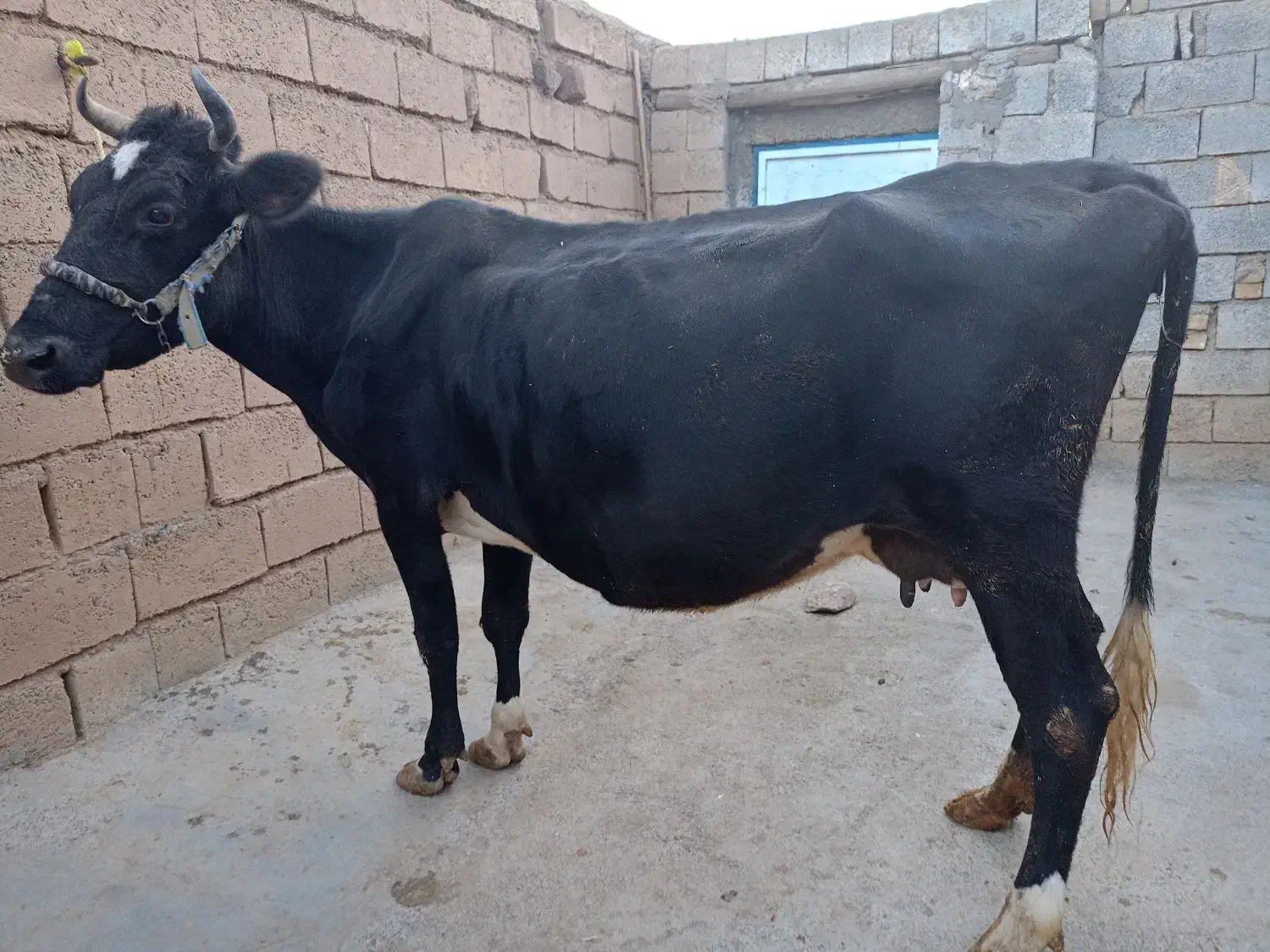 گاو سویسی|حیوانات مزرعه|کامیاران, |دیوار