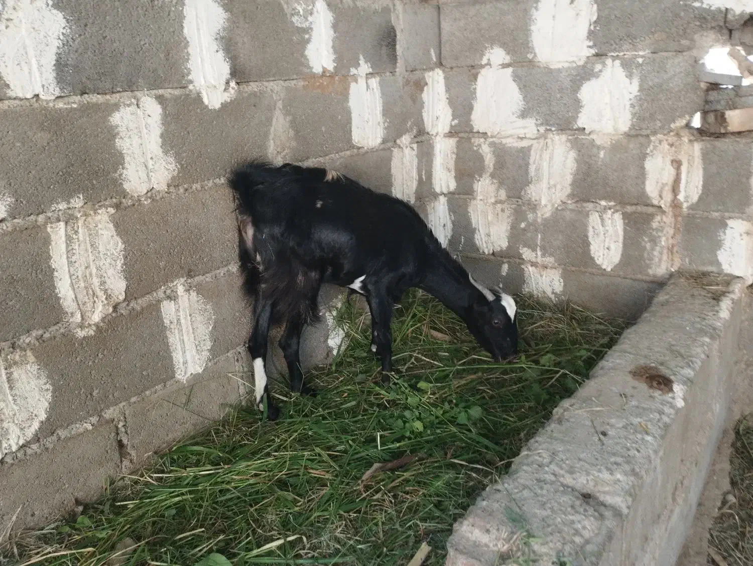 گیسه چاق|حیوانات مزرعه|میناب, |دیوار