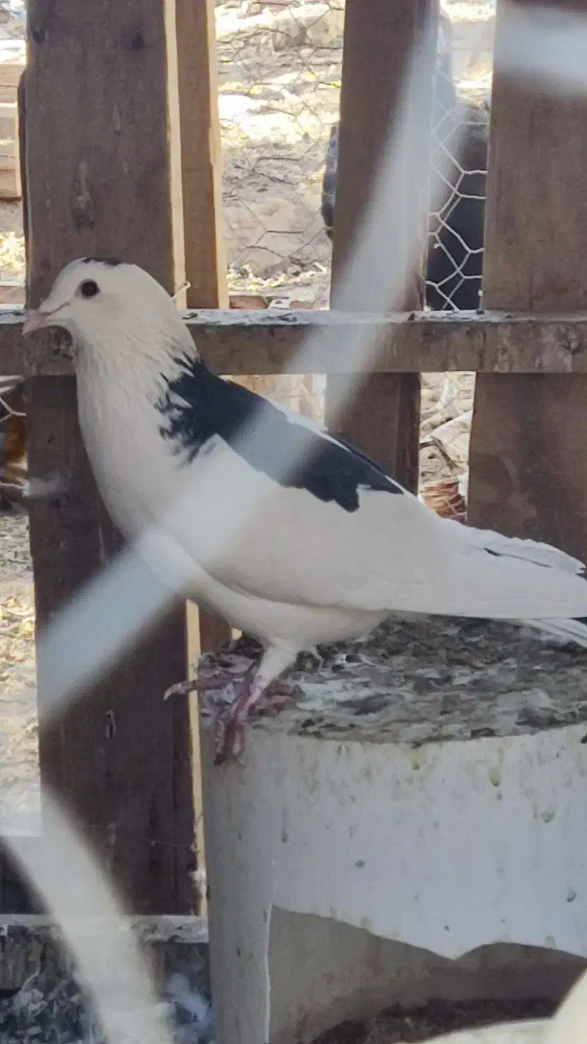 فروش کبوتر ریش|پرنده|خاش, |دیوار