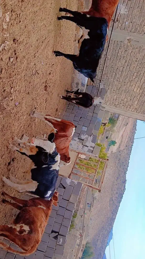 گوساله نر|حیوانات مزرعه|سیمکان, |دیوار