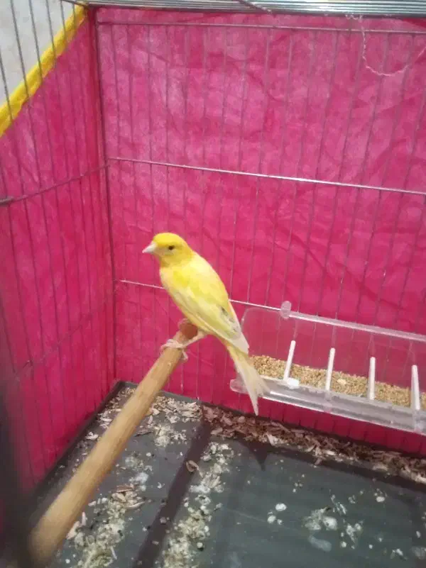 قناری زرد جوانه|پرنده|خاش, |دیوار
