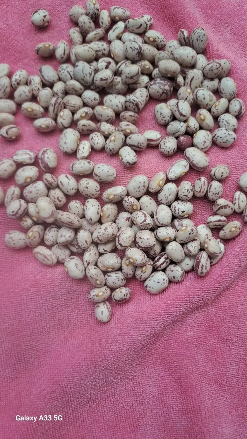 لوبیا چیتی|خوردنی و آشامیدنی|دهگلان, |دیوار