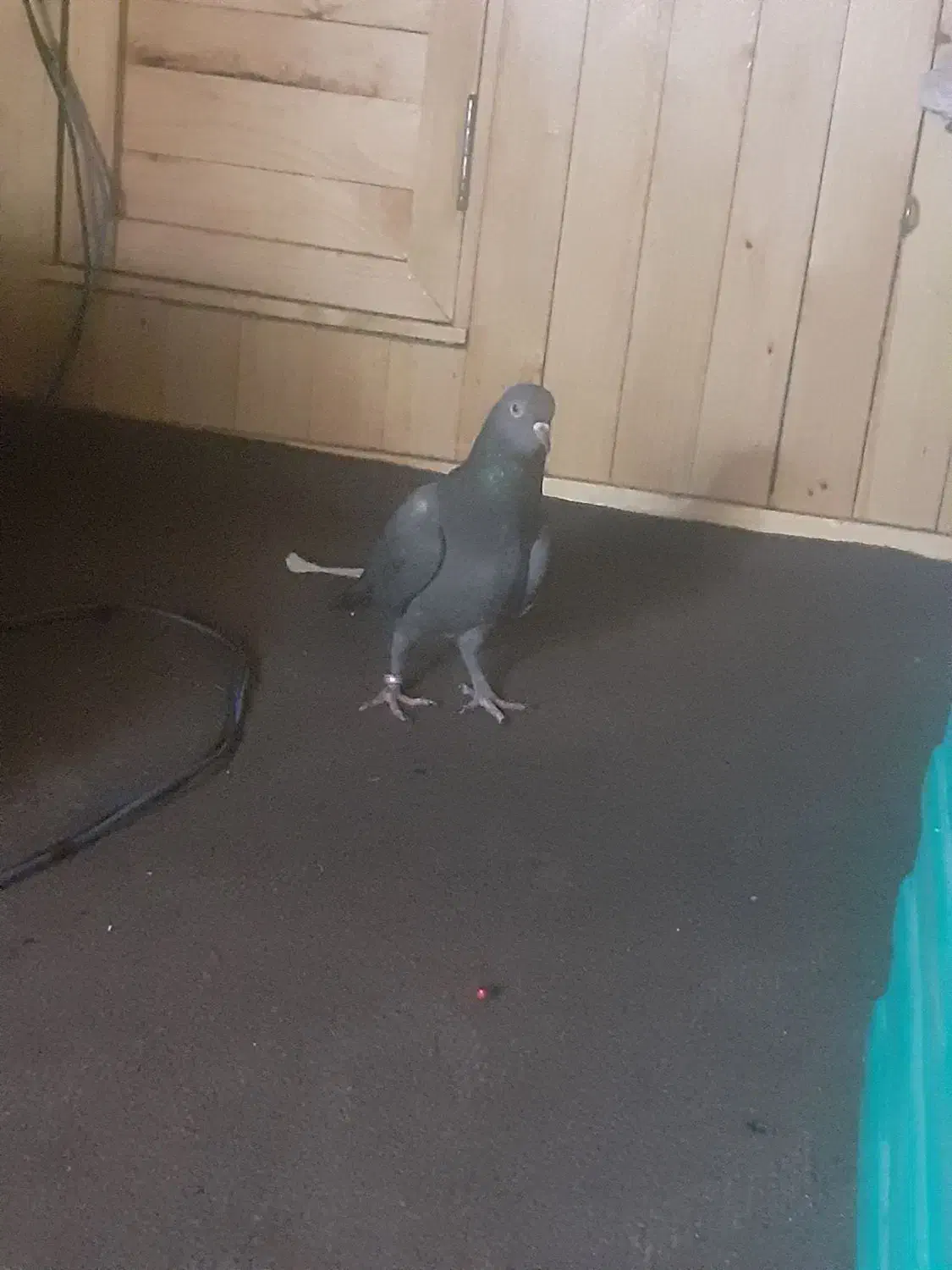 کبوتر پلاکی|پرنده|هندیجان, |دیوار