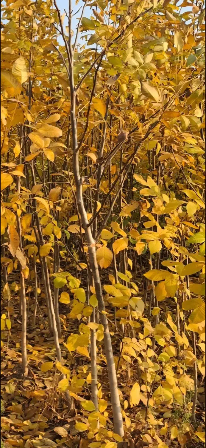 حراج نهال گردو|حراج|کلاله, |دیوار