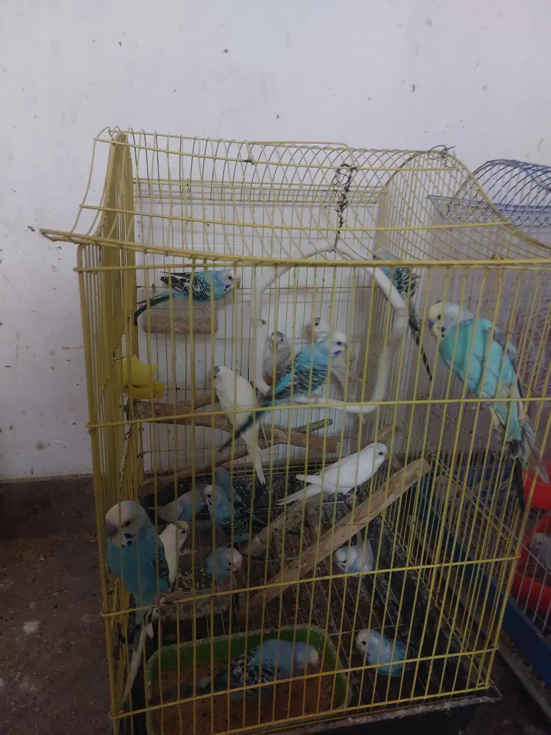 مرغ عشق جفتی۳۰۰|پرنده|رشت, پاره بیجار|دیوار