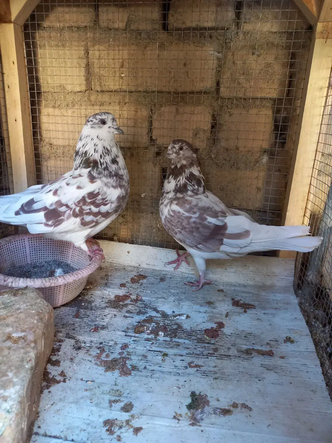 کبوتر|پرنده|خوانسار, |دیوار