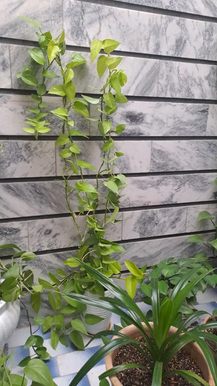 گل طبیعی|گل و گیاه طبیعی|گناباد, |دیوار