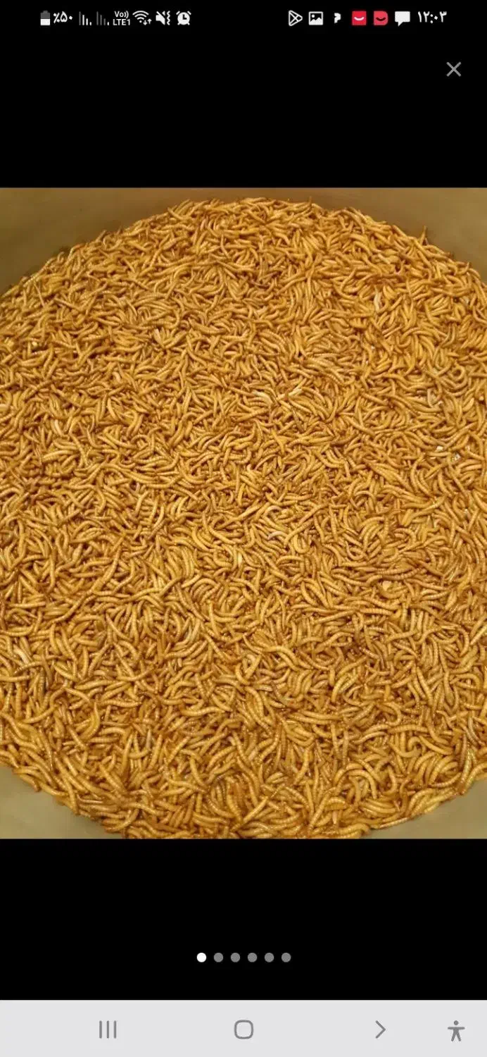 میلورم|خزنده|اهواز, کوی باهنر|دیوار