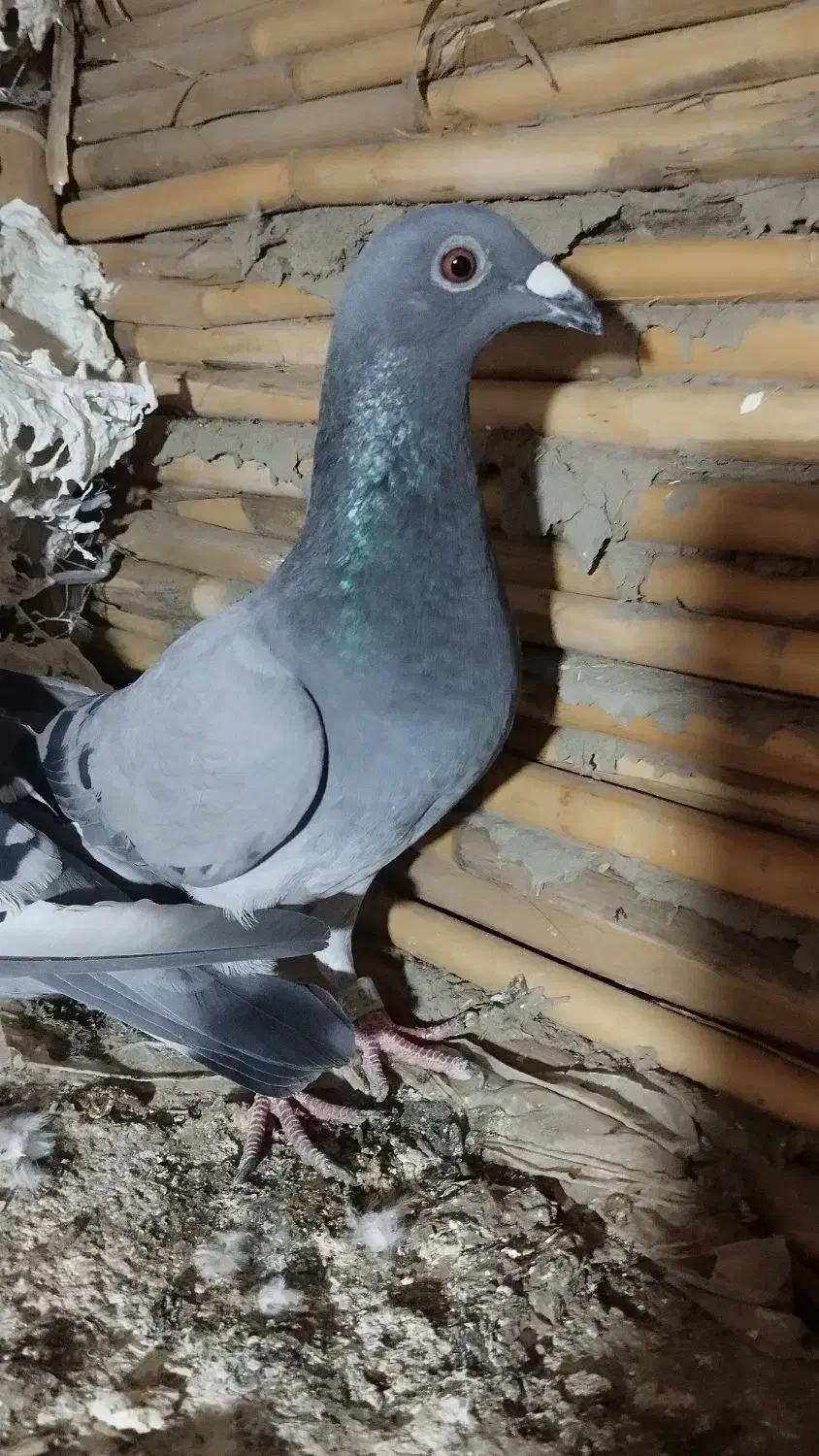 آلمانی|پرنده|گنبد کاووس, |دیوار