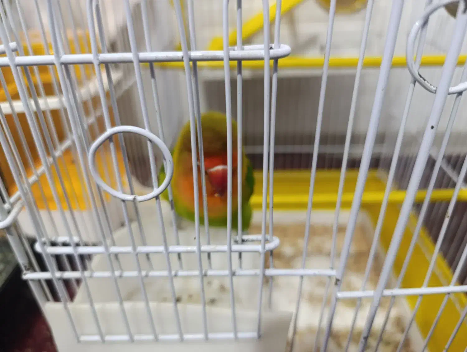 طوطی برزیلی نر|پرنده|بروجرد, |دیوار