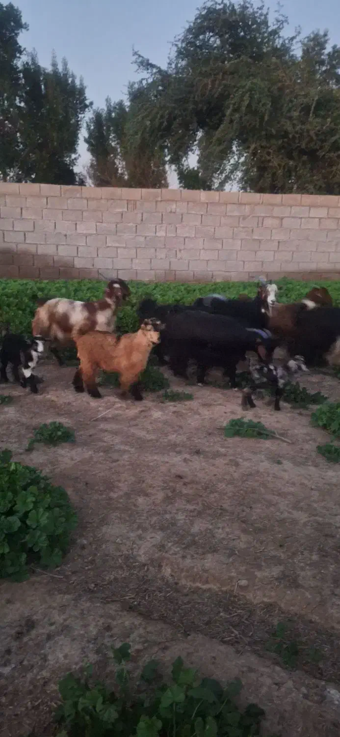 بزترکی|حیوانات مزرعه|گتوند, |دیوار