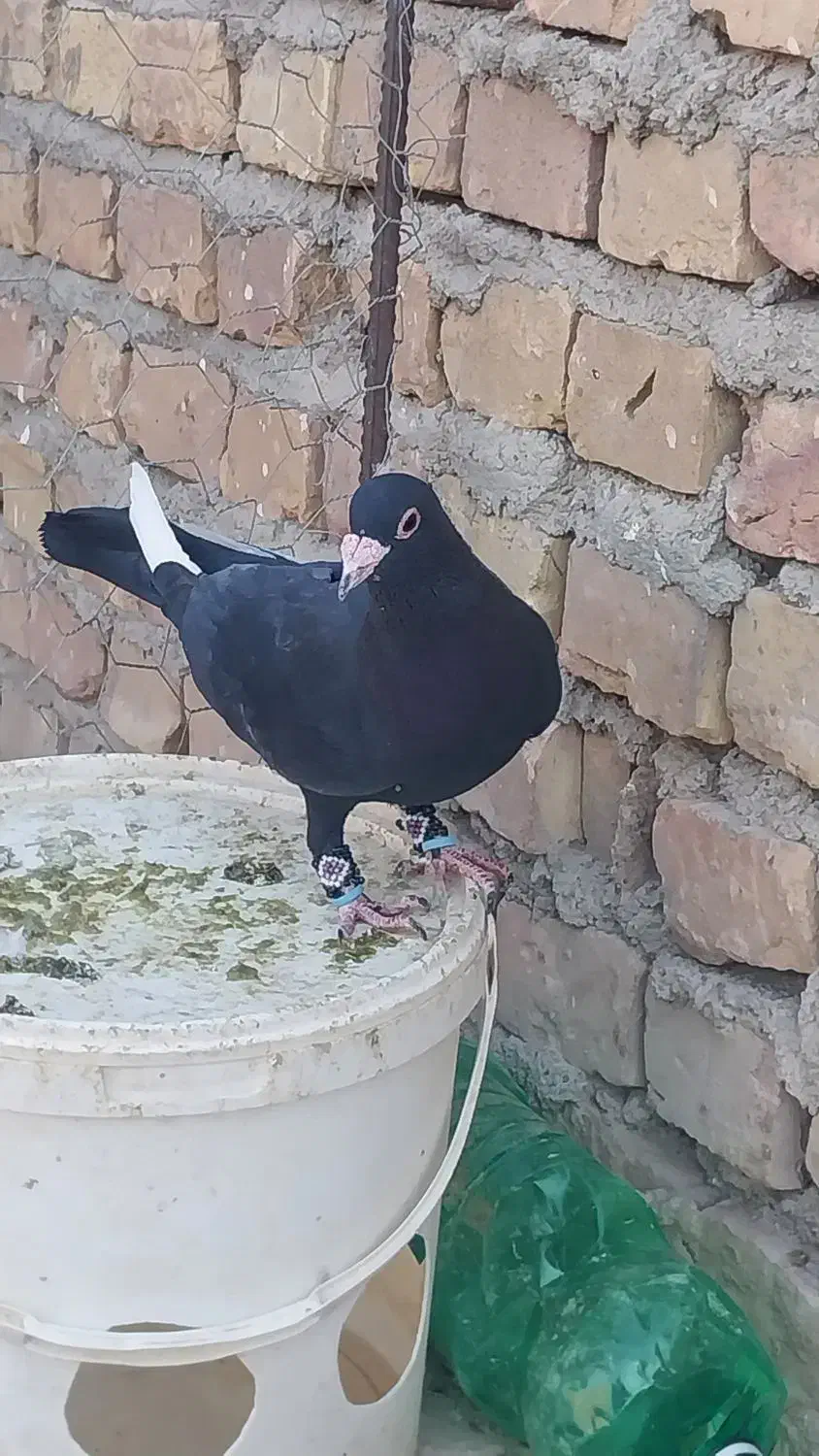 کبوتر نر مینا سیاه|پرنده|زاهدان, |دیوار