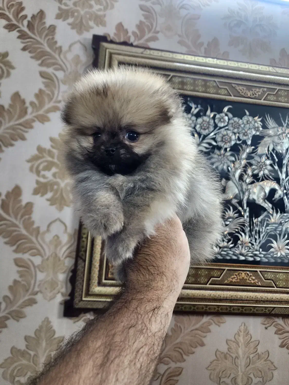 پامر خرسی|سگ|اصفهان, کوی نرگس|دیوار