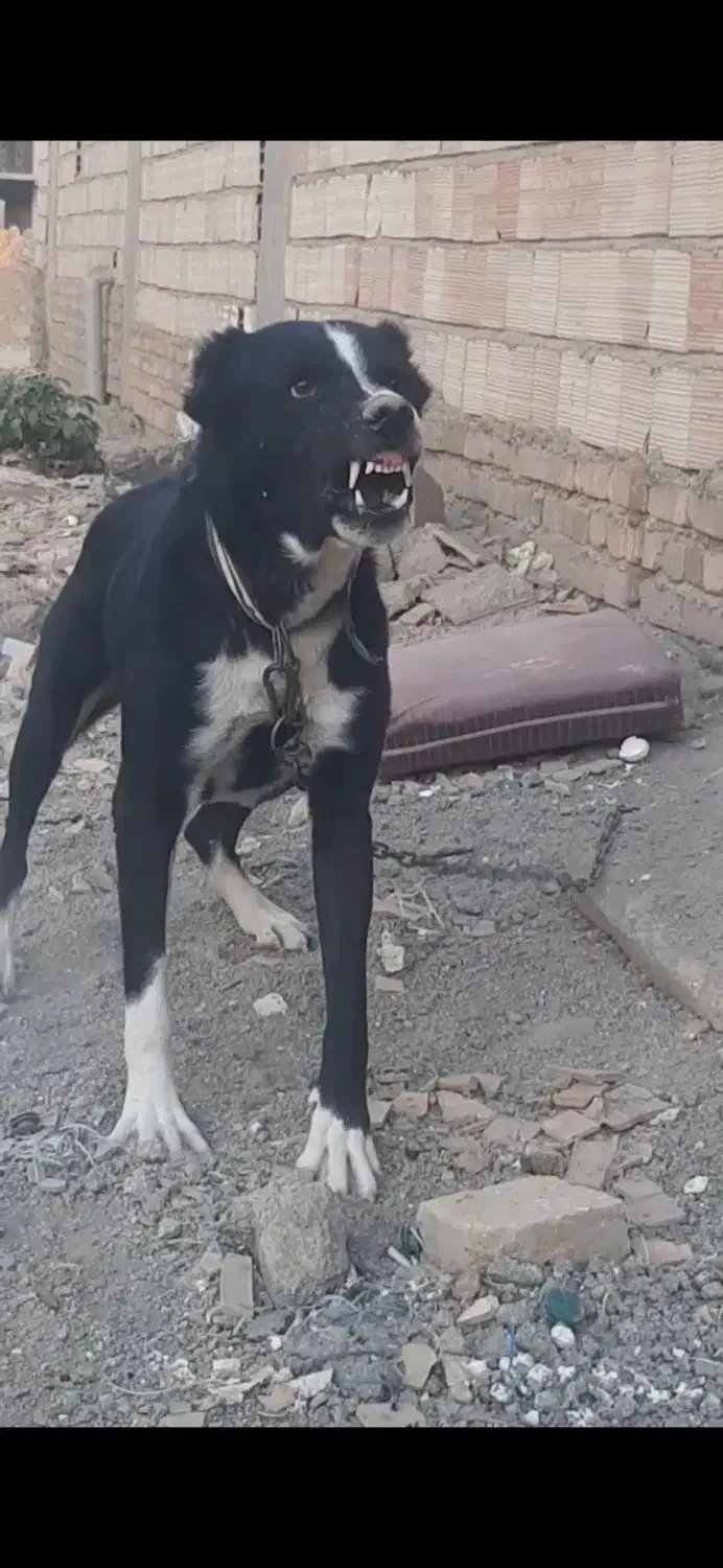 سگ افغان نر جوون|سگ|کرج, خرمدشت|دیوار