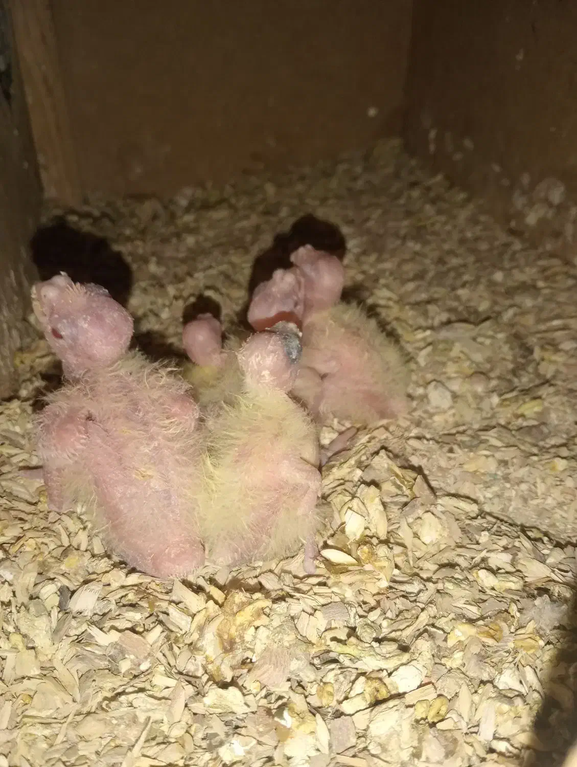 عروس هلندی.وتخم..توضیحات|پرنده|سبزوار, جوادیه شرقی|دیوار