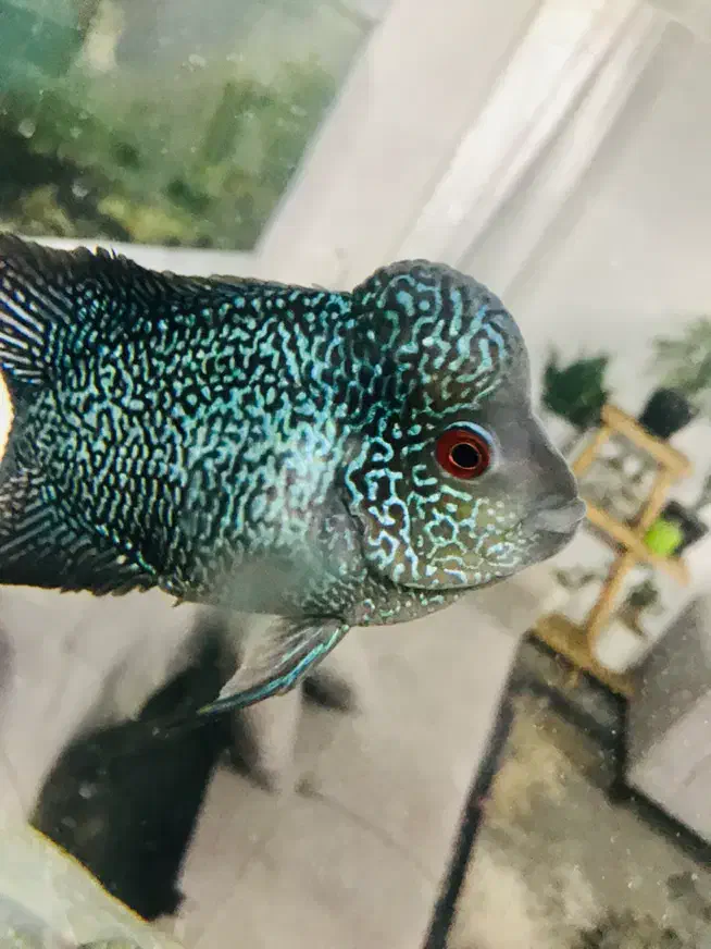 ماهی فلاور بالغ هد دار خوشرنگ|ماهی|پاکدشت, پاکدشت (مامازند)|دیوار