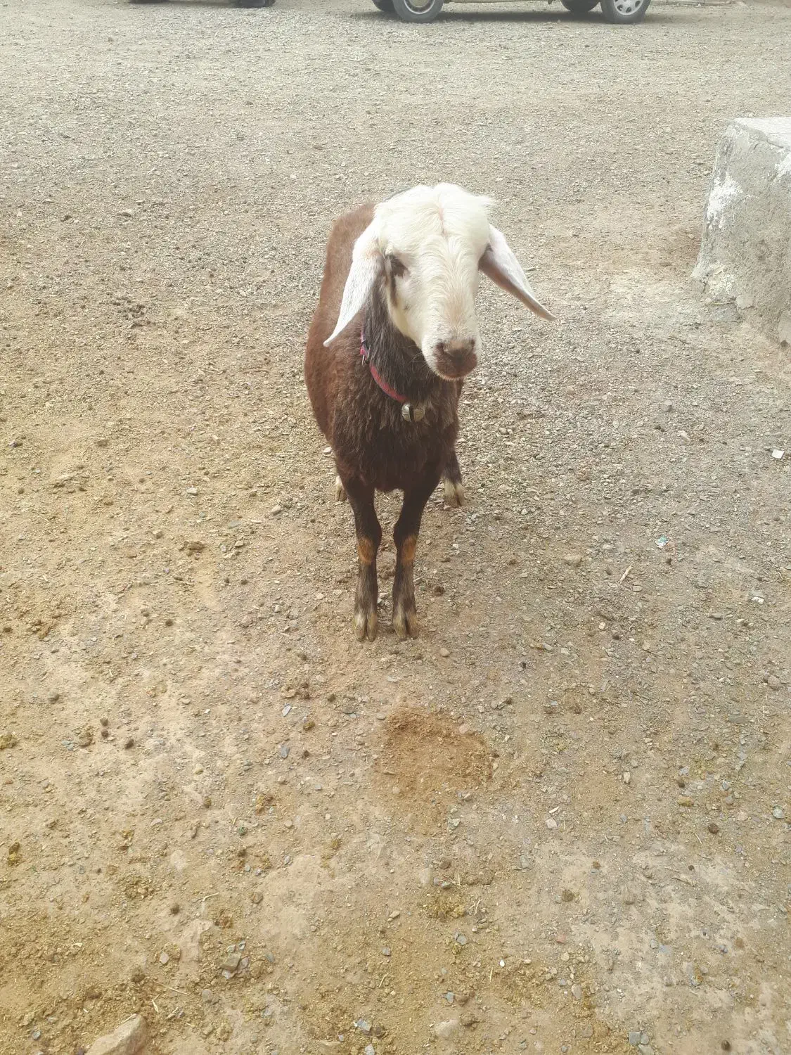 بره قوچ افشار کبود|حیوانات مزرعه|خنداب, |دیوار