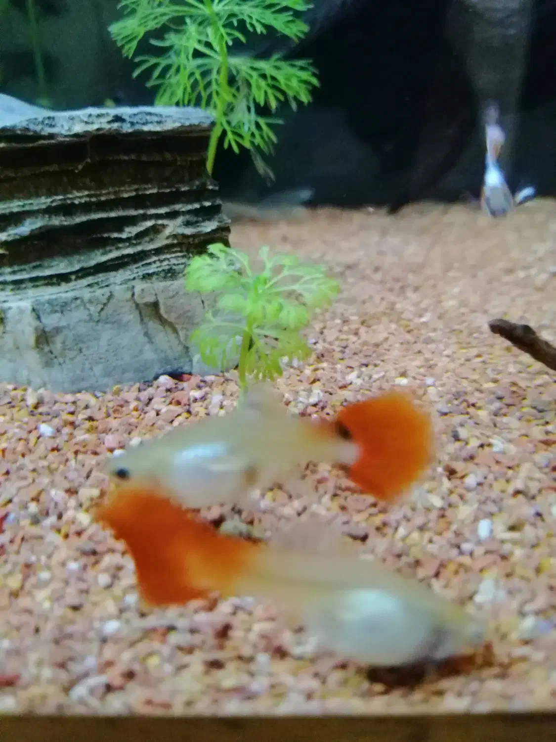 گوپی رد|ماهی|شیراز, کوشک میدان|دیوار