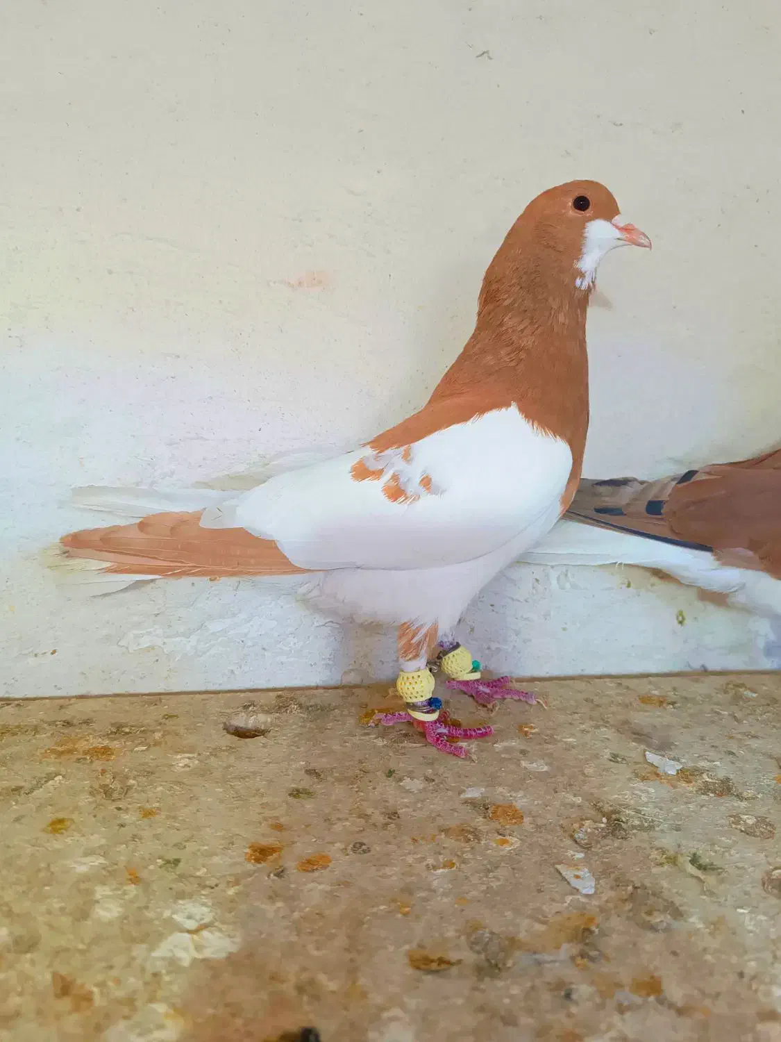 شهری سرور یال ارج دار دوتاش جوون هوایی|پرنده|شیراز, شهدای شهرک سعدی|دیوار