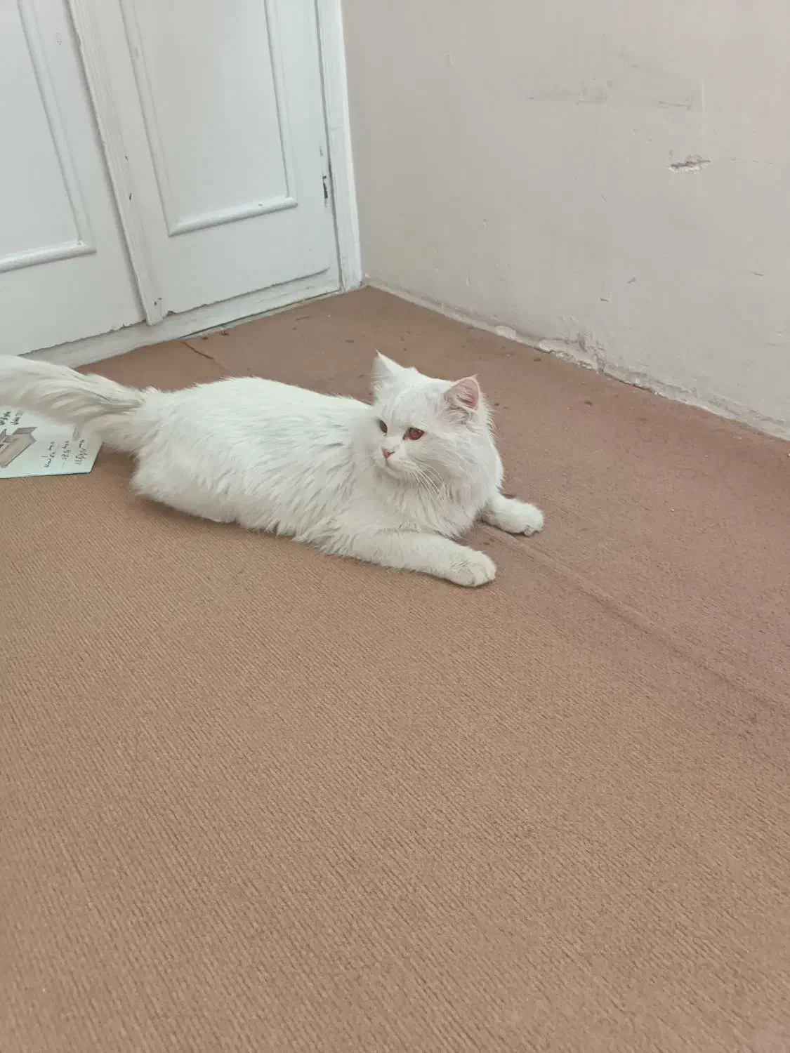 فروش یا معاوضه گربه پرشین نر یکساله دم راکنی|گربه|مشهد, نیروی هوایی|دیوار