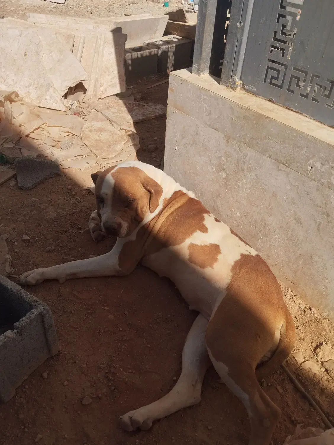 سگ پیت بول ماده|سگ|شیراز, قلات|دیوار