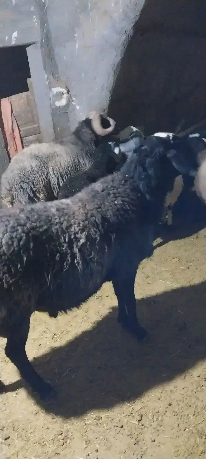 دو عدد قوچ شالی|حیوانات مزرعه|خرقان, |دیوار