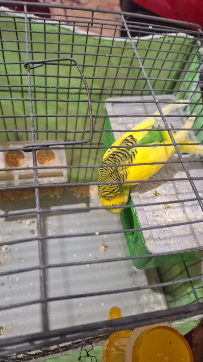 مرغ عشق|پرنده|مسجد سلیمان, |دیوار