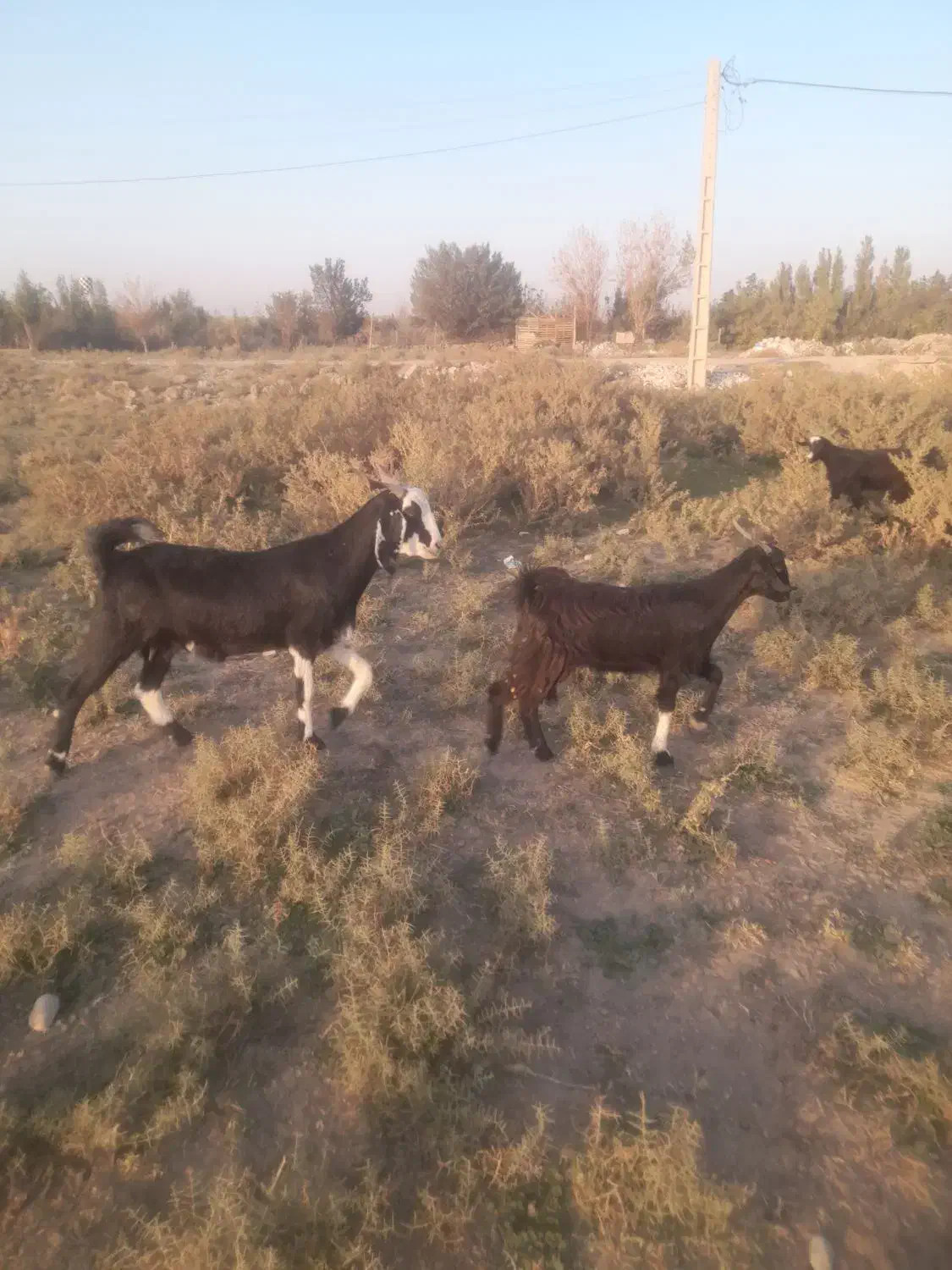 بزاصیل درشت دوقلو زا|حیوانات مزرعه|ماهدشت, |دیوار