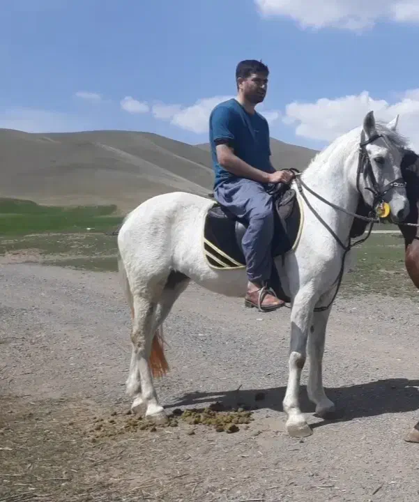 فروش اسب|اسب و تجهیزات اسبسواری|کنگاور, |دیوار