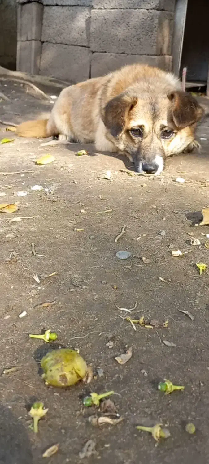 سگ پاکوتاه|سگ|لولمان, |دیوار