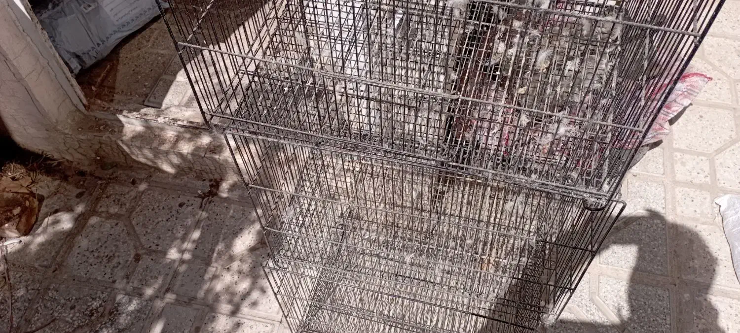 قفس پرنده فلزی۶۰×۴۰ نوی نو|لوازم جانبی حیوانات|قوچان, |دیوار