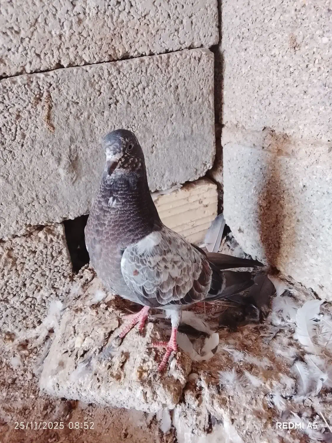 کفتر فروشی|پرنده|رویدر, |دیوار