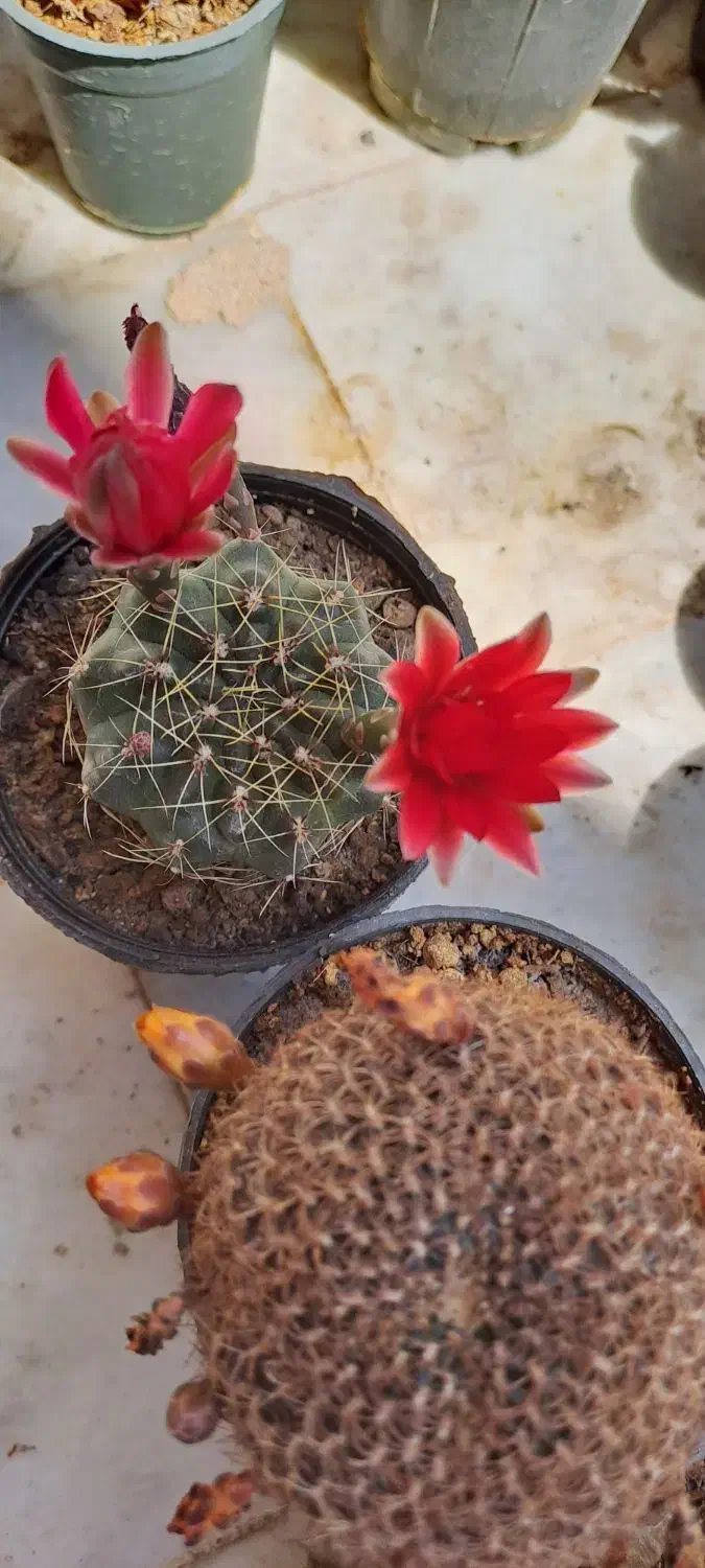 چهار عدد کاکتوس به فروش میرسد|گل و گیاه طبیعی|شاهین‌شهر, نظامی|دیوار