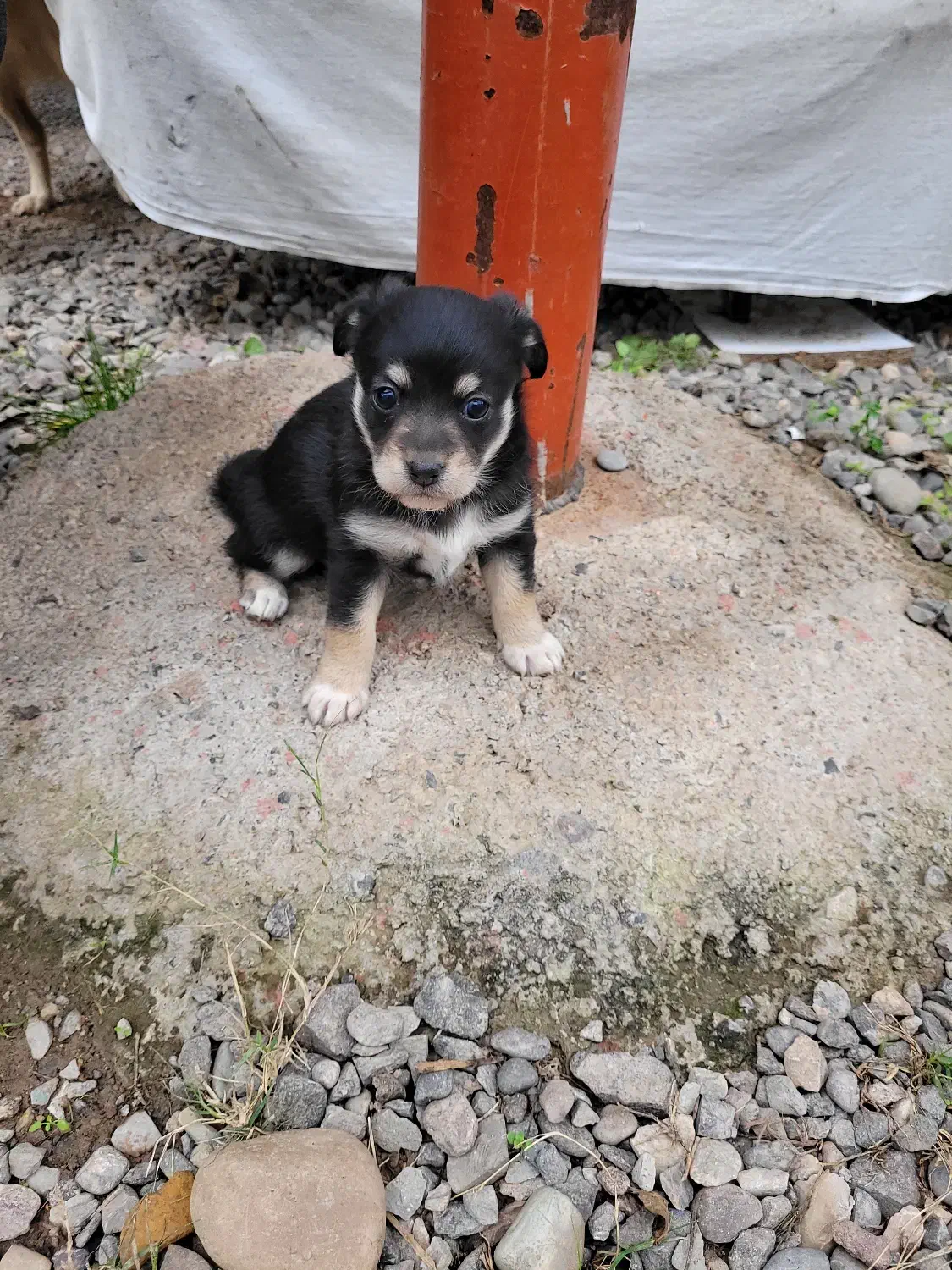 طوله اشپیتز|سگ|سنگر, |دیوار