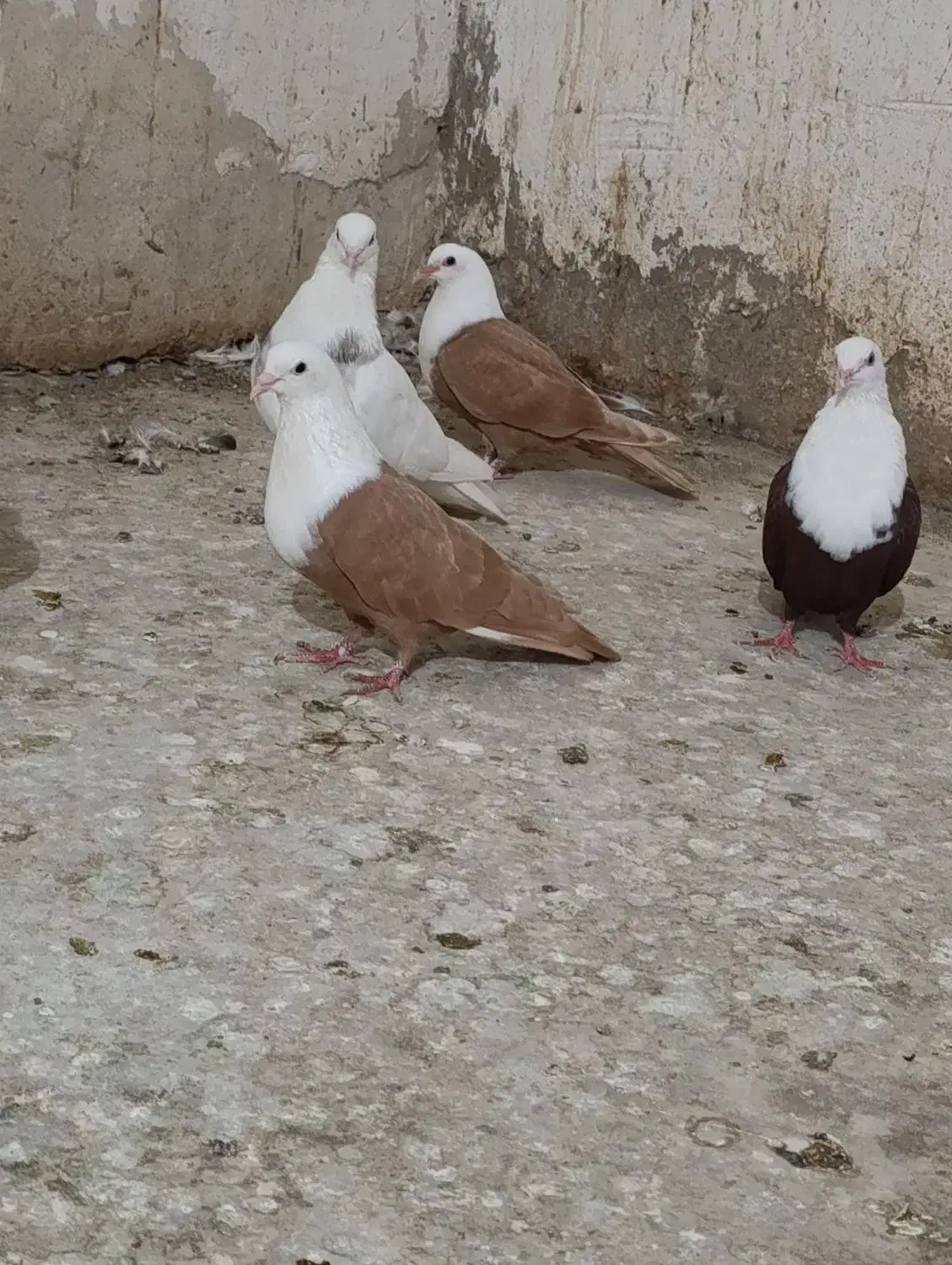 کله سفید|پرنده|بهبهان, |دیوار