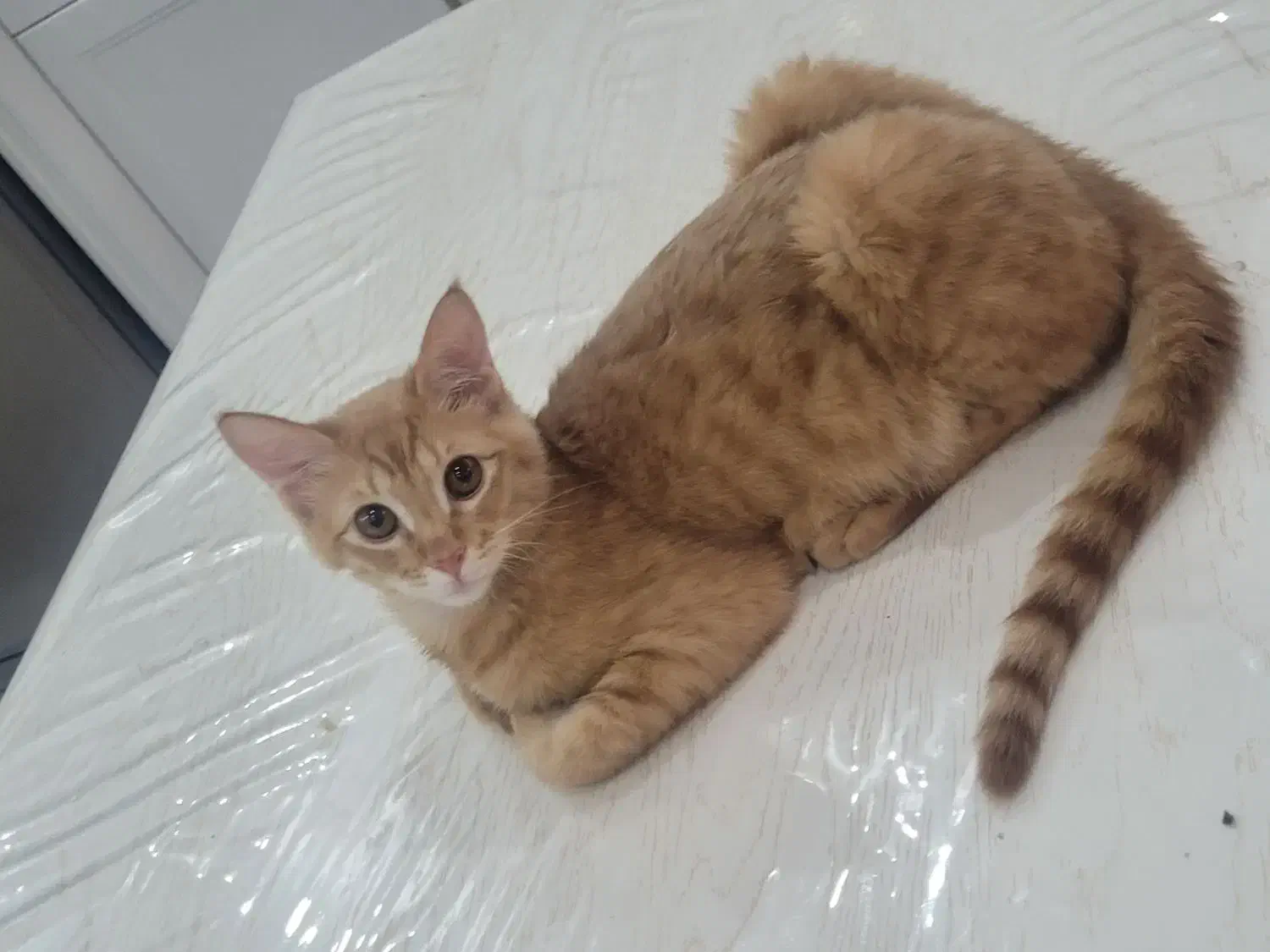 بچه گربه|گربه|کرمانشاه, |دیوار