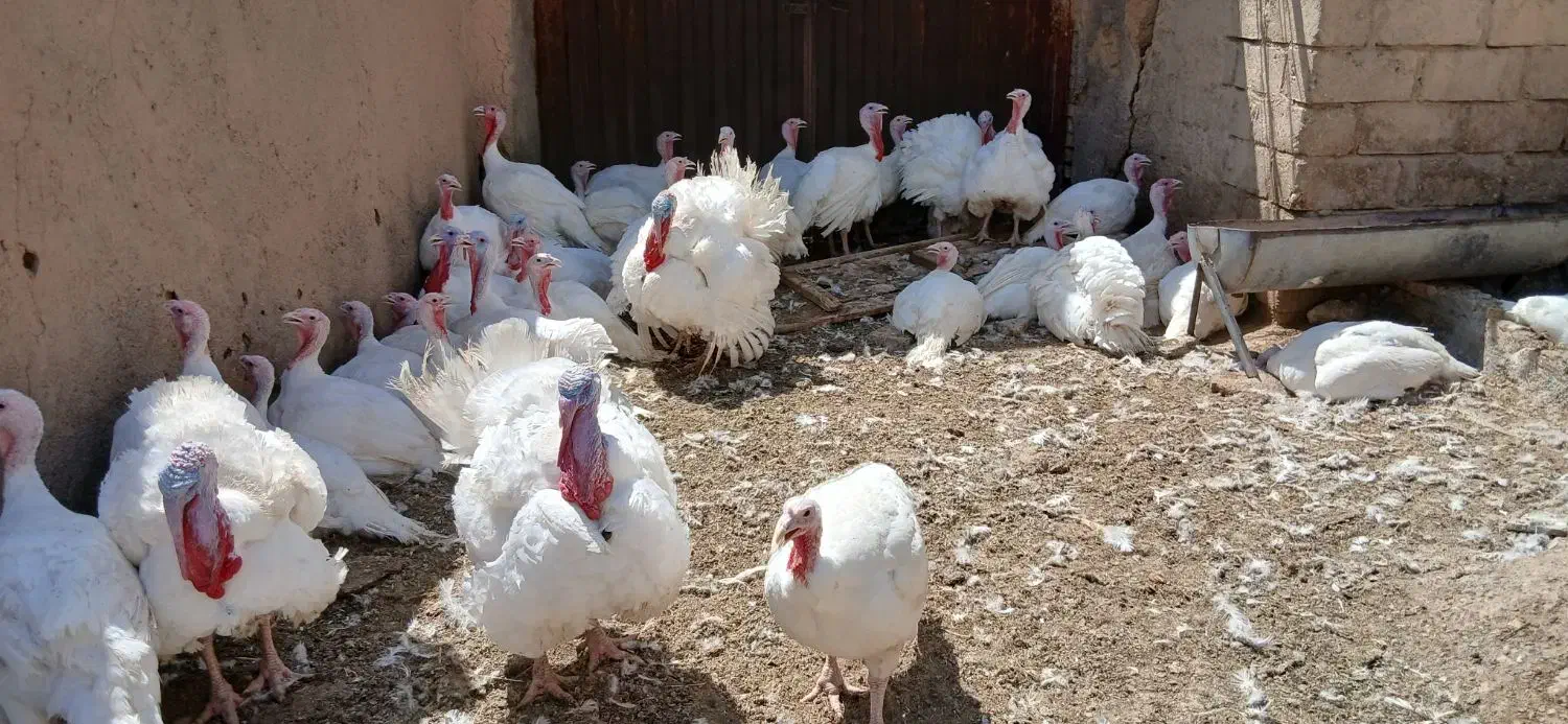 بوقلمون گوشتی بیوتی ارگانیک|حیوانات مزرعه|شاهرود, |دیوار