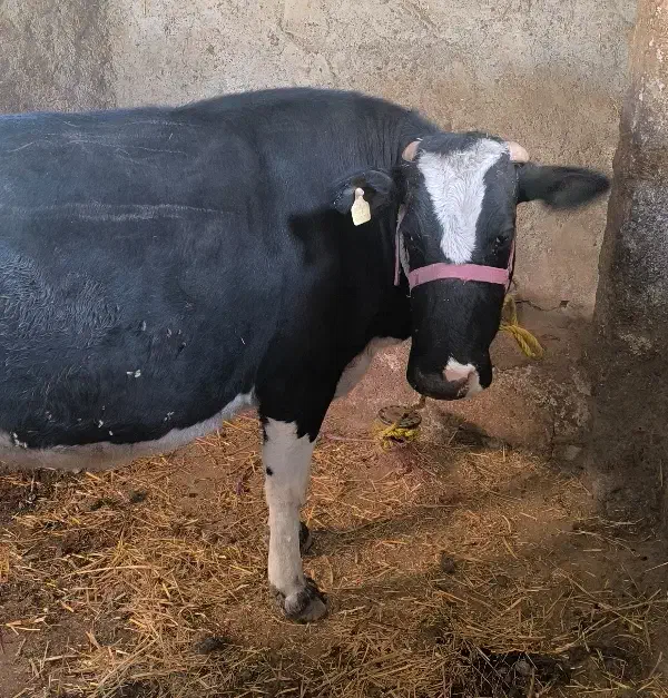 گاو گوشتی|حیوانات مزرعه|مشگین شهر, |دیوار