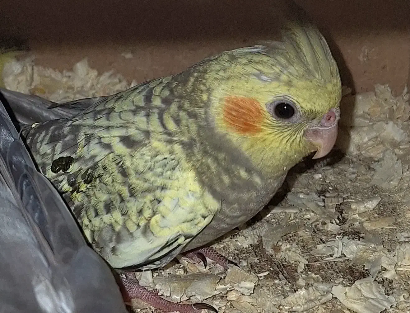 جوجه عروس هلندی گمشده|پرنده|تهران, ائمه اطهار|دیوار