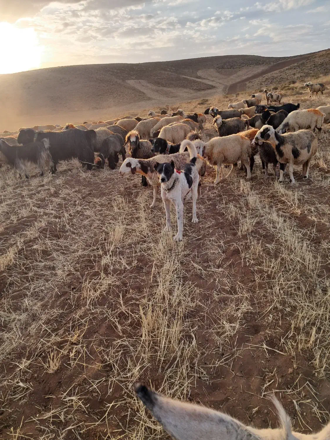 سگ نر|سگ|لاران, |دیوار