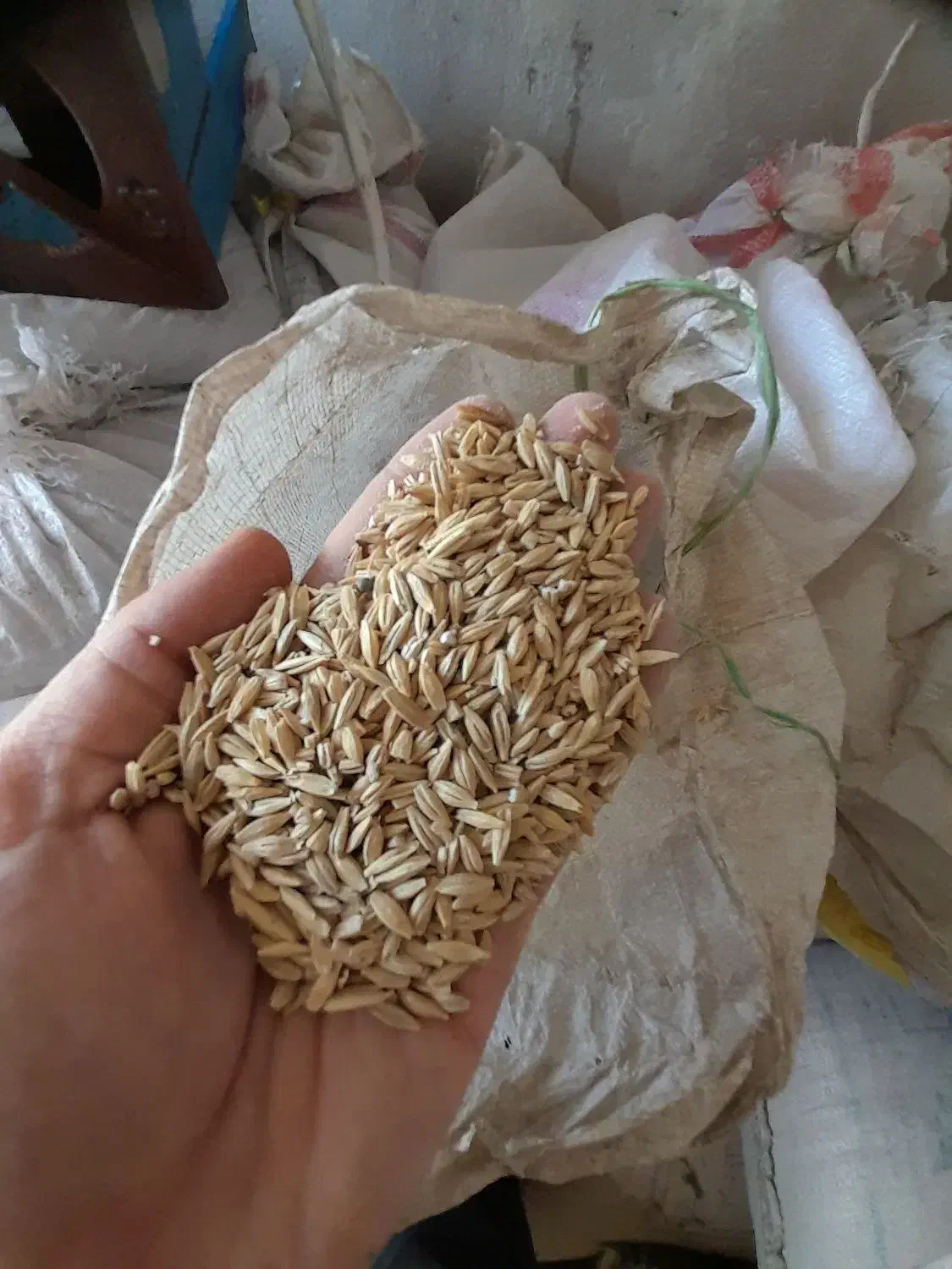 جو محلی چگنی|عمده‌فروشی|چگنی, |دیوار