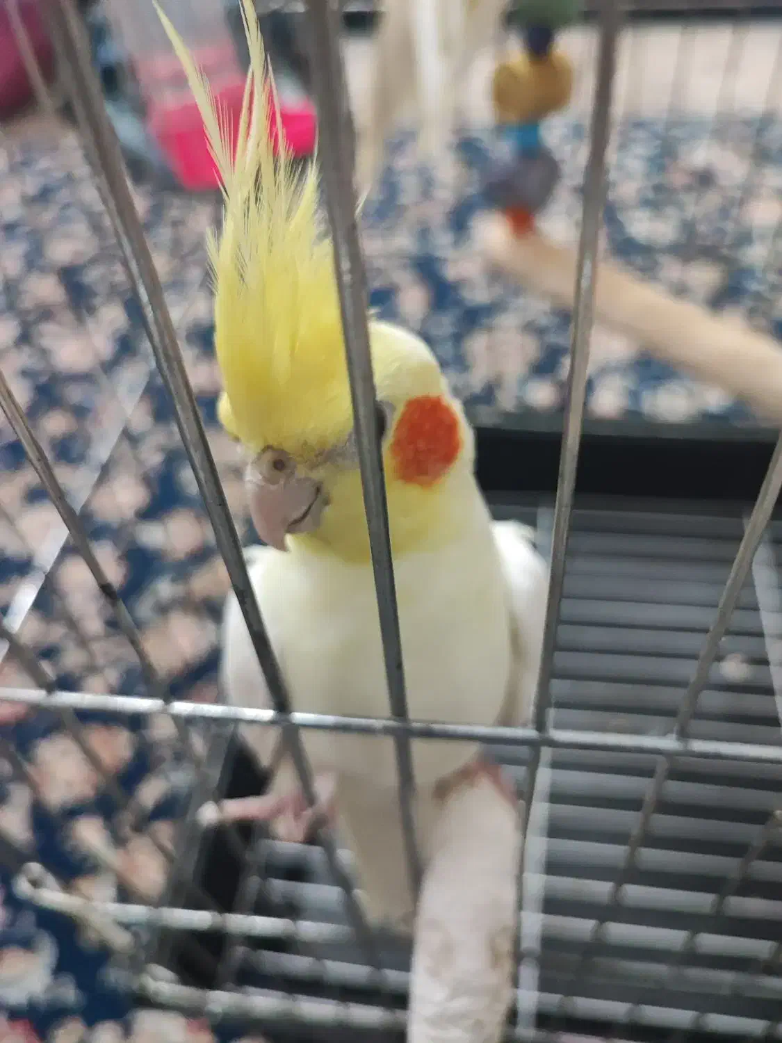 عروس هلندی،جفت،جوجه داده|پرنده|ارطه, |دیوار