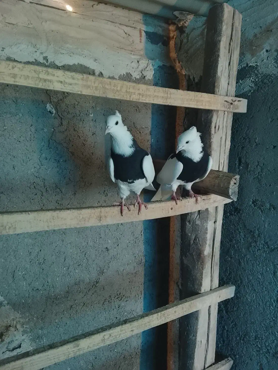 کبوتر|پرنده|تبریز, |دیوار